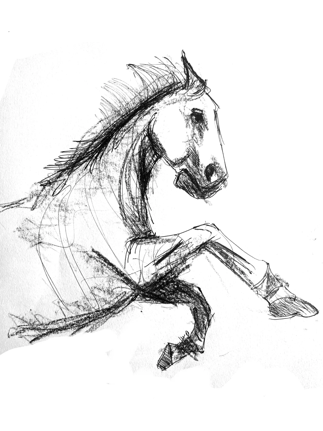 Horse drawn in motion