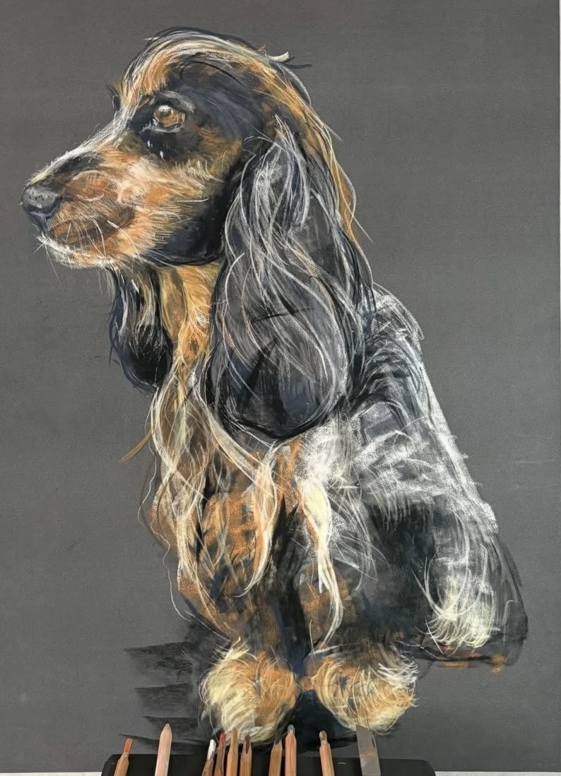 Realistic drawing of a dog with long black and golden fur, by Frédéric Pierrat